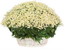 Цветочная композиция из Ромашки в корзине #REPLACE_PRED# Старице